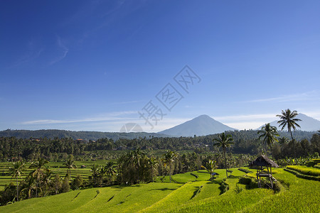 林贾尼火山日出时的阿贡火山 印度尼西亚巴厘岛地标种植园场地土地旅行洋葱旅游生态文化棕榈背景