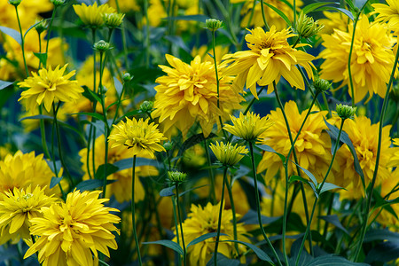 金球奖黄色花朵缝合团体晴天植物群宏观雏菊植物花瓣园艺花园生态背景