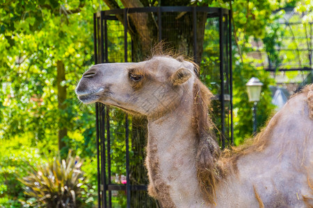 特写骆驼脸 用于旅行 宠物和动物园动物的流行动物背景图片