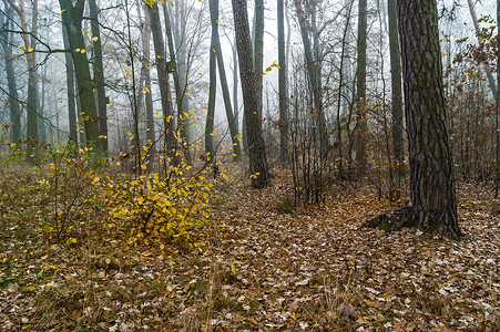 秋季森林的清晨桦木木头树叶绿色松树公园阳光树木小路黄色季节高清图片素材