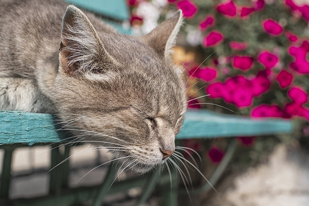 8只猫可爱的灰猫坐在户外的木凳上 一只灰猫坐在房子附近的木凳上 这只猫有一双漂亮的黄色眼睛哺乳动物椅子小猫虎斑公园猫咪宠物动物木头乡村背景