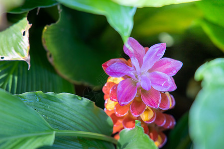 五颜六色的花的背景图片紫色生长花瓣植物季节宏观花束粉色植物群背景图片