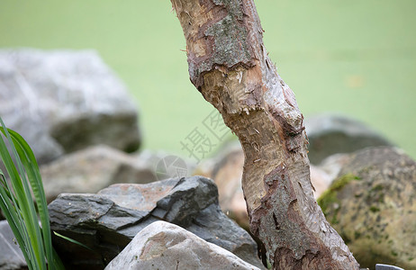 海狸在河边砍断的树高清图片