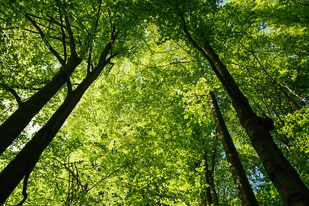 查看美丽的绿树中树木阳光环境绿色树干晴天风景叶子荒野太阳夏天高清图片素材