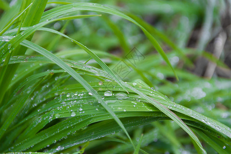 新鲜绿草上的雨滴植物绿色花园科学生态宏观树叶背景图片