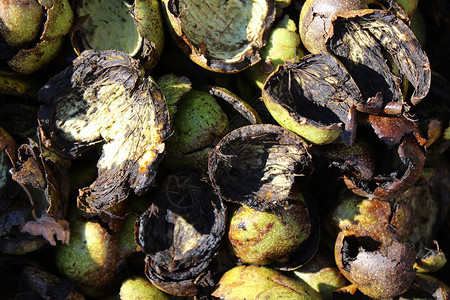 新鲜胡桃壳素食贝壳坚果核桃核桃树乡村健康背景图片