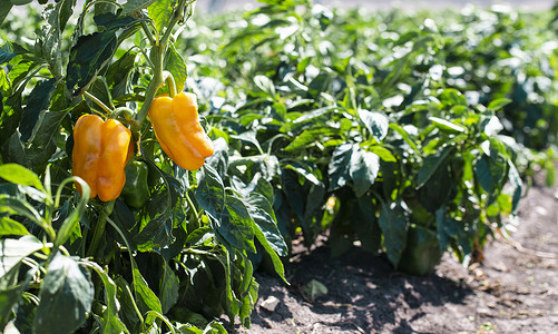 野外种胡椒收成农业营养农场蔬菜植物生长花园辣椒绿色甜的高清图片素材