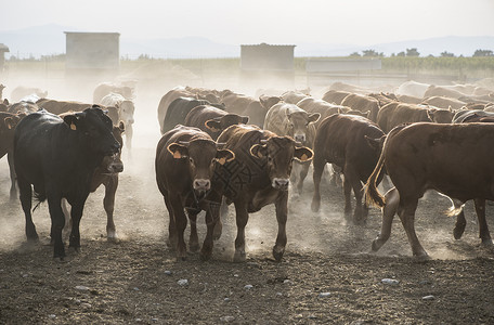 农场的公牛黑色食物牛棚农田动物牛仔家畜牛肉牧场国家黑色的高清图片素材