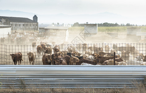 农场的公牛食物牛肉哺乳动物乡村农田农村牛仔农业动物牛棚乡村的高清图片素材