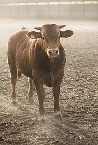 农场一头公牛家畜动物农村小牛农业牛肉乡村绿色哺乳动物牧场乡村的高清图片素材