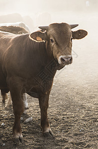 农场一头公牛家畜场地农田奶牛绿色小牛哺乳动物乡村牧场牛肉放牧高清图片素材