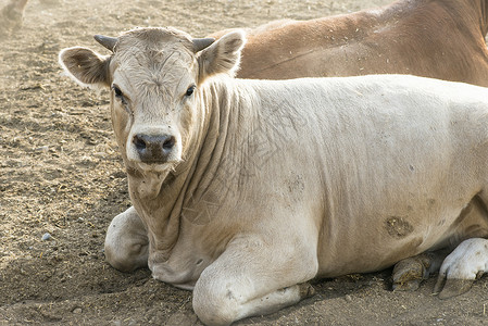 农场一头公牛小牛场地农村家畜动物棕色哺乳动物绿色牛肉奶牛农业高清图片素材