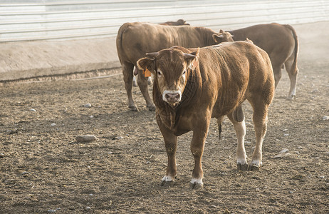 农场一头公牛乡村农业农村牛肉动物奶牛小牛场地绿色家畜乡村的高清图片素材