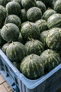 大型箱内西瓜营养绿色农业红色饮食水果农民食物收成甜点新鲜的高清图片素材