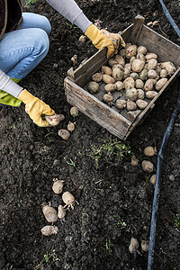 播种马铃薯农业土壤植物食物女士幼苗发芽场地地球种子新鲜的高清图片素材
