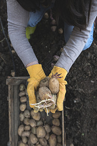 播种马铃薯蔬菜园艺女士种子发芽幼苗食物农业生产土壤生的高清图片素材