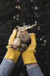 播种马铃薯花园女士蔬菜农场园艺种子发芽土壤生长地面铲高清图片素材