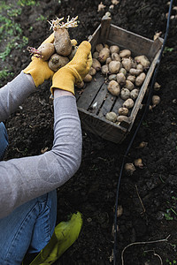 播种马铃薯土壤植物发芽生产园艺种子幼苗栽培生长地面手高清图片素材