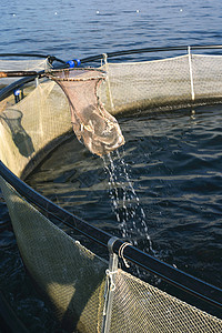 带上岸网的渔获鱼背景图片