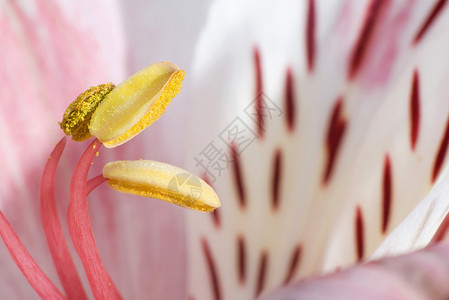 花开花落粉色白色植物植物群百合红色紫色花园黄色花朵背景图片