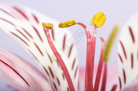 花开花落白色植物群花园百合花朵粉色植物植物学红色花瓣背景图片