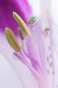 花开花落百合粉色紫色花园植物学植物白色花朵植物群红色背景图片