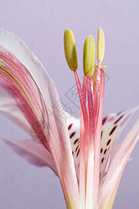 花开花落红色植物学植物群百合粉色花朵花园白色黄色紫色背景图片