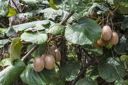 猕猴桃树素材成熟健康高清图片