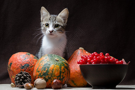 绣球荚蒾秋天还有生命猫咪的颜色 塔比坐在T后面的麻布上背景