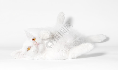 黄色眼睛的白毛小猫 躺在白色背景上背景图片