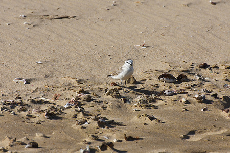 鸟尾贝壳海滩沙滩上的白面小普洛佛鸟背景