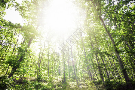 树木之间的阳光照亮叶子太阳绿色公园季节环境小路日光风景林地美丽的高清图片素材