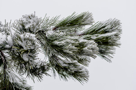 雪中松树枝松树季节寒流天气云杉霜冻冰川分支气候植物背景图片