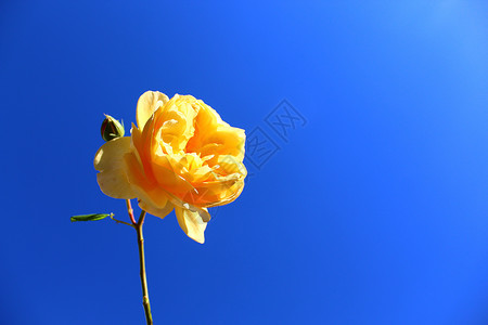 一朵黄玫瑰和蓝天明信片花卉玫瑰母亲蓝色天空天气背景黄色鲜花背景图片