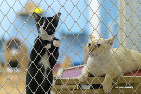 悲哀的是 在笼子里的斯特拉伊猫宠物毛皮酒吧猫科小猫生活悲伤寂寞动物哺乳动物伤心高清图片素材