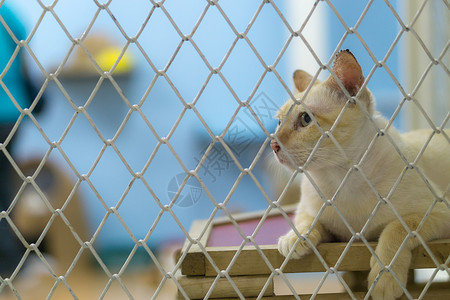 悲哀的是 在笼子里的斯特拉伊猫动物眼睛毛皮悲伤生活猫科兽医狗窝虎斑人道救援高清图片素材