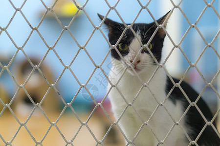 悲哀的是 在笼子里的斯特拉伊猫寂寞毛皮宠物庇护所狗窝虎斑帮助动物外壳救援关心高清图片素材