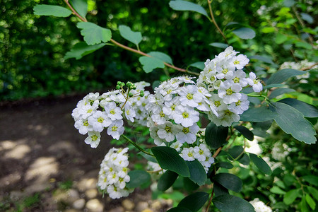 滚雪球一只Guelder玫瑰Viburnum 在花园中开花园艺绿色雪球太阳背景花头植物花束叶子季节背景