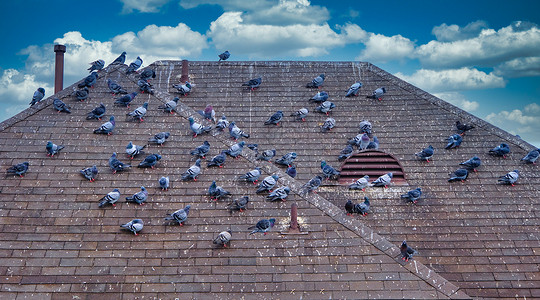 屋顶上的鸽子锁背景图片