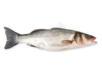 白色背景的新鲜低音市场概念海鲜饮食收成食物背景图片