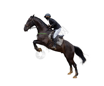 在白色背景跳跃比赛中被孤立的赛马骑手体重套装竞赛涂层集会动物电线剪裁赛马场投注背景图片
