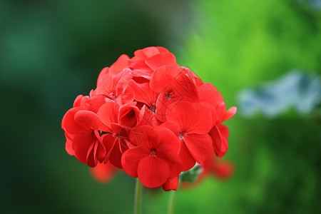 美丽的红色绣球花或霍滕西亚花在花园中绽放 特写新鲜的绣球花在自然背景中 概念热度 flowe植物园艺大叶花瓣红花花朵热带植物群季背景图片