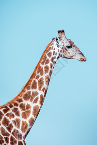 h5长提南非长颈鹿萨武提 博茨瓦纳天空蓝色脖子衬套哺乳动物成人公园动物热带食草背景