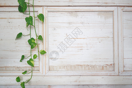 褐色藤蔓框架一朵自家种植的绿花在明亮的白色木墙上编织着藤蔓植物栅栏环境土地场景木材农场花园绿色框架背景