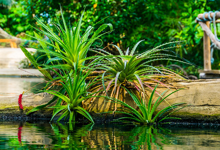 阿拉伯品种带水的美丽的藻类植物 热带花园风景 流行异国植物品种背景