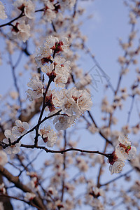 蓝色天空背景模糊的杏花花 Sprind day叶子生活生长白色植物群宏观花瓣花园杏花季节花的高清图片素材