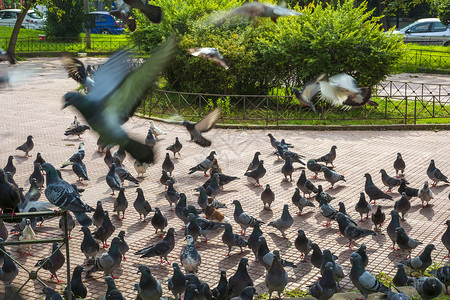 雅典市公园的一群鸽子公园自由地面人群翅膀鸟儿羽毛鸟群景观街道背景图片