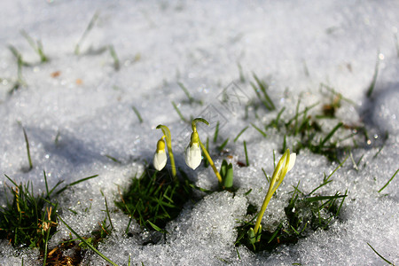 雪中的雪滴雪花花园冬花宏观背景图片