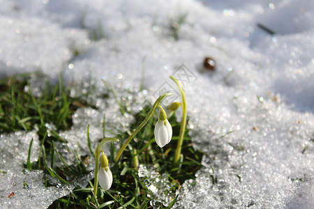 雪中的雪滴宏观花园雪花冬花背景图片
