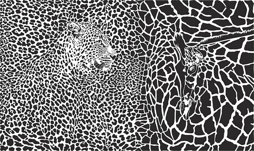豹子和长颈鹿的背景背景图片